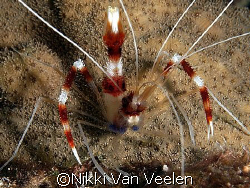 Boxer shrimp. Liked the background on this one. Taken on ... by Nikki Van Veelen 